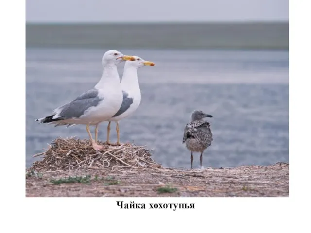 Чайка хохотунья