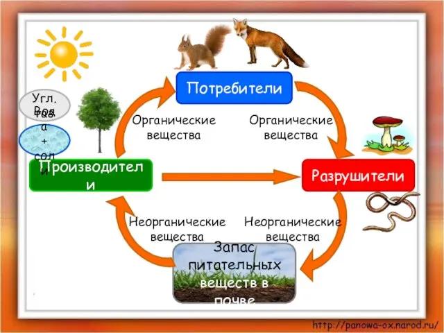 Производители Потребители Разрушители Запас питательных веществ в почве Угл. газ Вода +