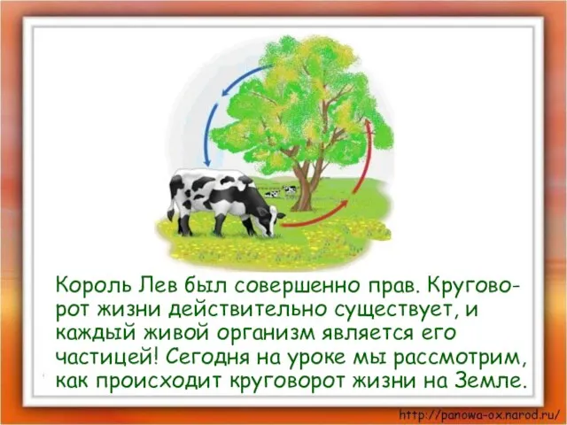 Король Лев был совершенно прав. Кругово-рот жизни действительно существует, и каждый живой