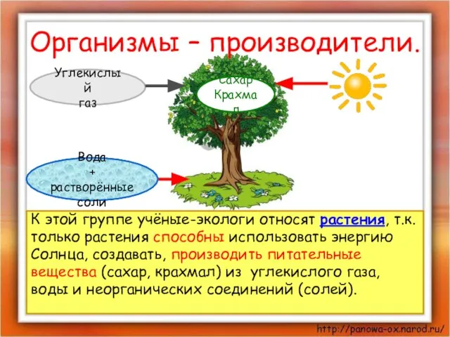 Организмы – производители. К этой группе учёные-экологи относят растения, т.к. только растения