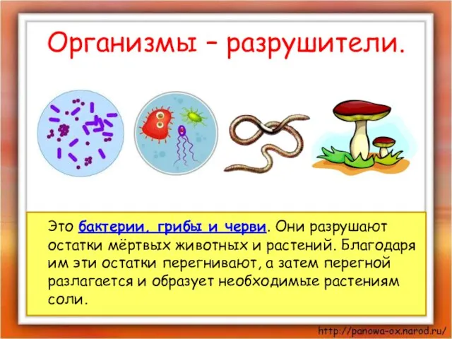 Организмы – разрушители. Это бактерии, грибы и черви. Они разрушают остатки мёртвых