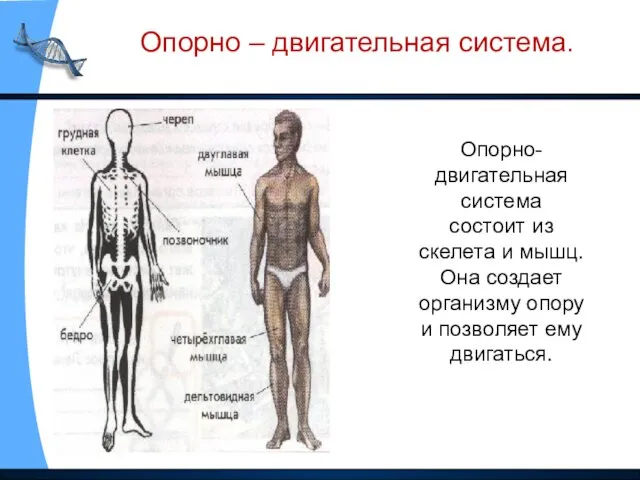 Опорно-двигательная система состоит из скелета и мышц. Она создает организму опору и