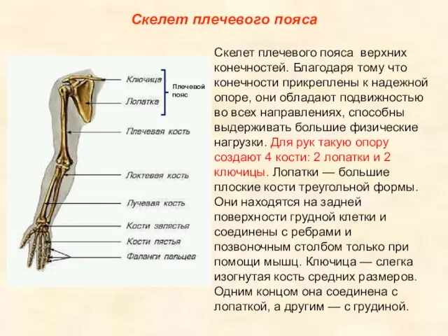 Скелет плечевого пояса Скелет плечевого пояса верхних конечностей. Благодаря тому что конечности