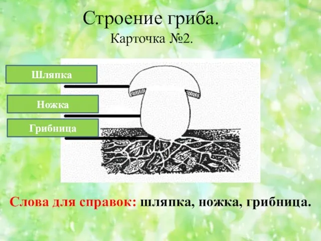 Строение гриба. Карточка №2. Слова для справок: шляпка, ножка, грибница. Шляпка Ножка Грибница