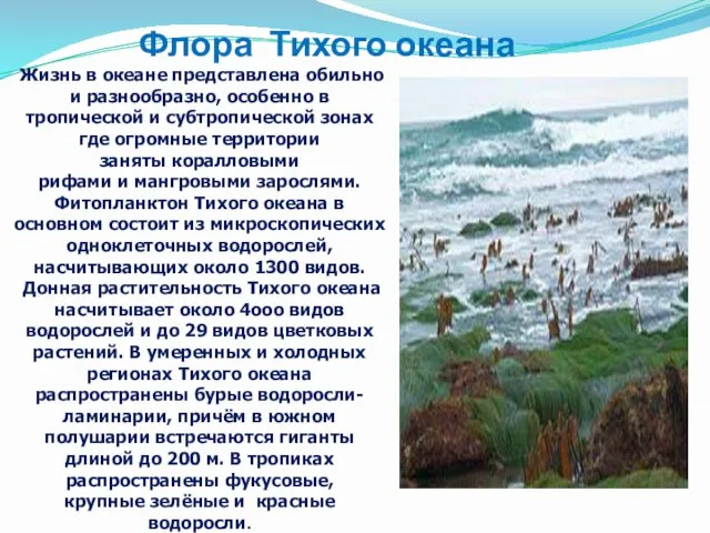 Флора Тихого океана Жизнь в океане представлена обильно и разнообразно, особенно в