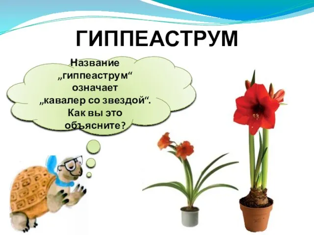 Название „гиппеаструм“ означает „кавалер со звездой“. Как вы это объясните? ГИППЕАСТРУМ