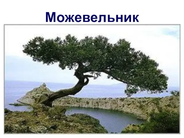 Можевельник