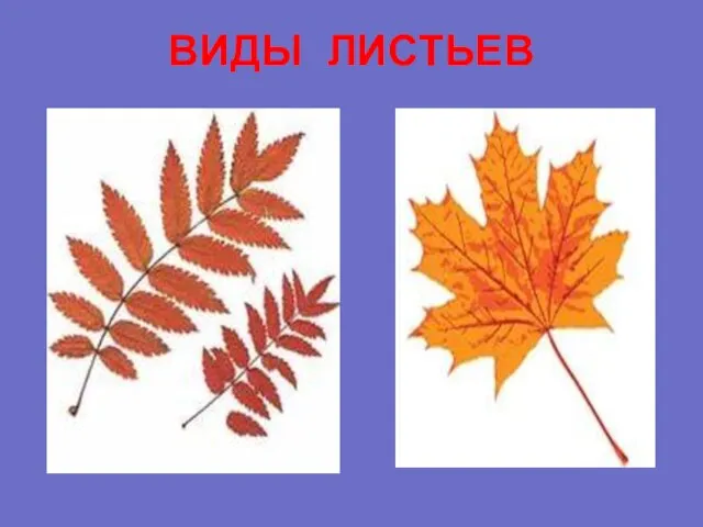 ВИДЫ ЛИСТЬЕВ