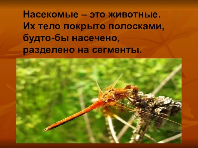 Насекомые – это животные. Их тело покрыто полосками, будто-бы насечено, разделено на сегменты.