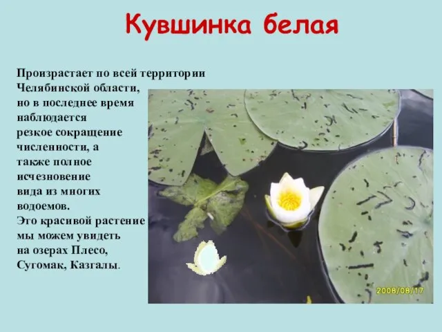 Кувшинка белая Произрастает по всей территории Челябинской области, но в последнее время