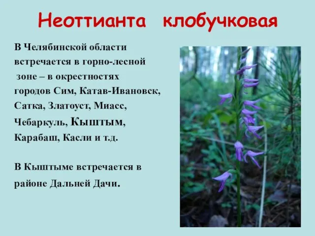 Неоттианта клобучковая В Челябинской области встречается в горно-лесной зоне – в окрестностях