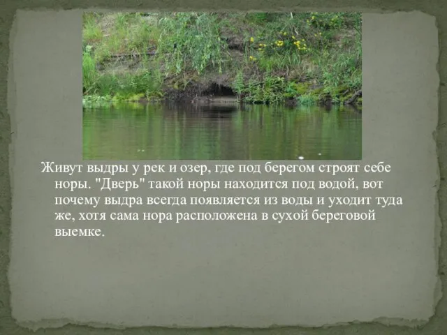 Живут выдры у рек и озер, где под берегом строят себе норы.