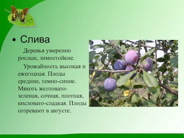 Слива Деревья умеренно рослые, зимостойкие. Урожайность высокая и ежегодная. Плоды средние, темно-синие.