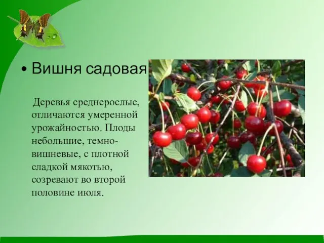 Вишня садовая Деревья среднерослые, отличаются умеренной урожайностью. Плоды небольшие, темно-вишневые, с плотной