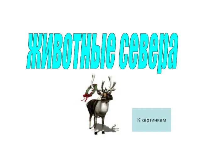 животные севера К картинкам