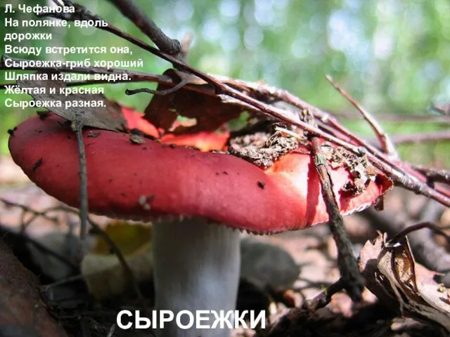 Л. Чефанова На полянке, вдоль дорожки Всюду встретится она, Сыроежка-гриб хороший Шляпка