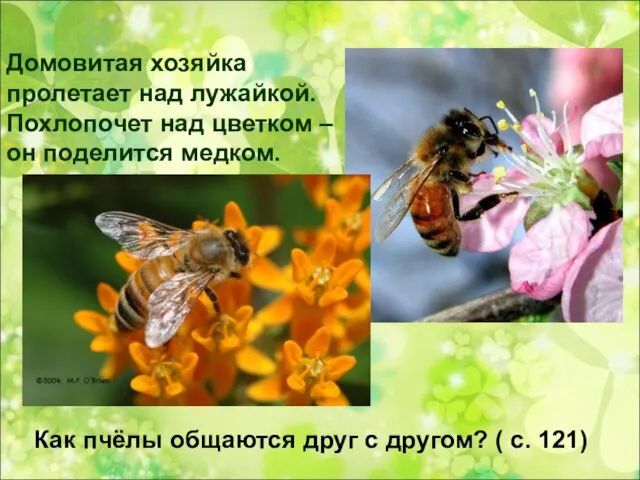 Домовитая хозяйка пролетает над лужайкой. Похлопочет над цветком – он поделится медком.