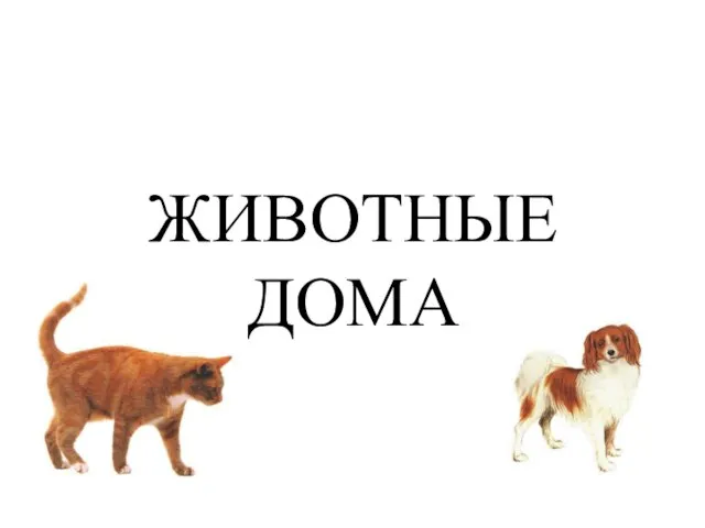 ЖИВОТНЫЕ ДОМА