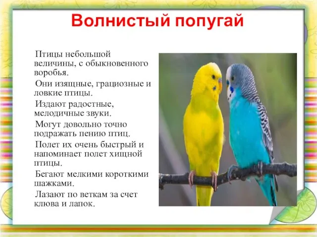 Волнистый попугай Птицы небольшой величины, с обыкновенного воробья. Они изящные, грациозные и