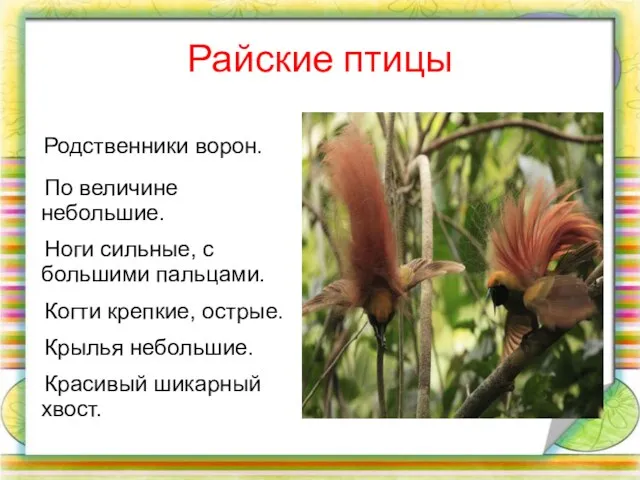 Райские птицы Родственники ворон. По величине небольшие. Ноги сильные, с большими пальцами.