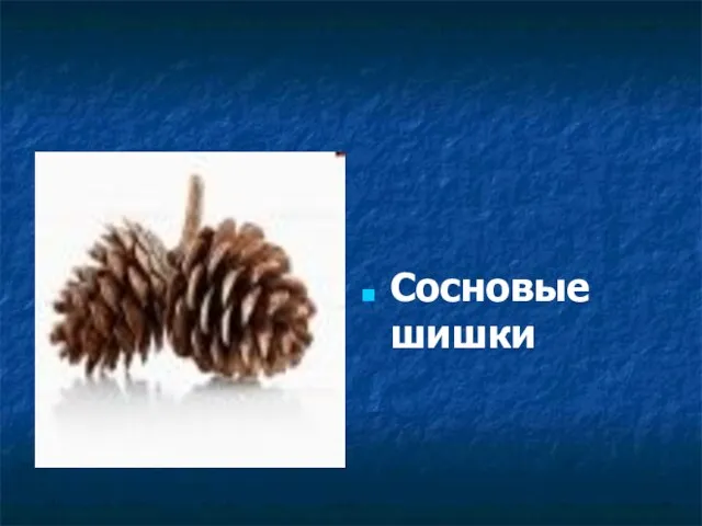 Сосновые шишки