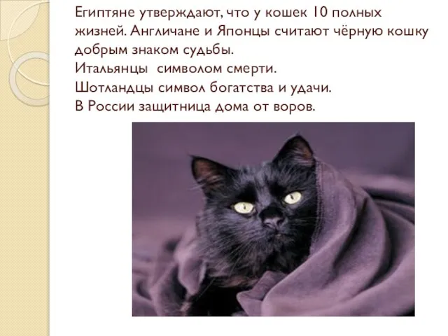 Египтяне утверждают, что у кошек 10 полных жизней. Англичане и Японцы считают