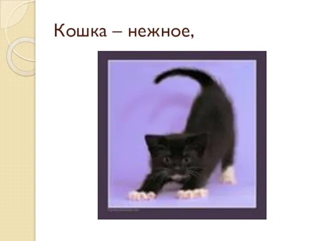 Кошка – нежное,