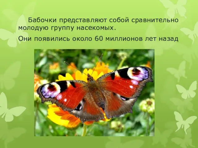 Бабочки представляют собой сравнительно молодую группу насекомых. Они появились около 60 миллионов лет назад