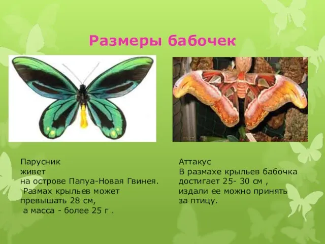 Размеры бабочек Аттакус В размахе крыльев бабочка достигает 25- 30 см ,