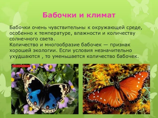 Бабочки очень чувствительны к окружающей среде, особенно к температуре, влажности и количеству