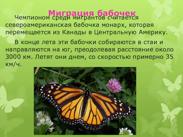 Миграция бабочек Чемпионом среди мигрантов считается североамериканская бабочка монарх, которая перемещается из