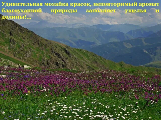 Удивительная мозайка красок, неповторимый аромат благоуханной природы заполняет ущелья и долины!...