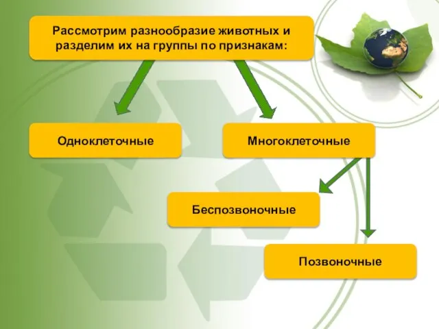 Одноклеточные Беспозвоночные Позвоночные Многоклеточные Рассмотрим разнообразие животных и разделим их на группы по признакам: