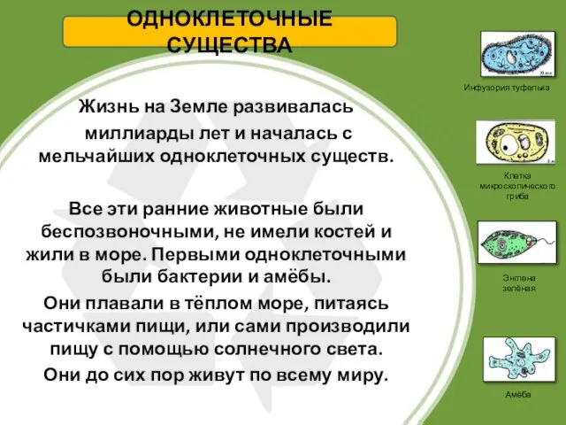 Жизнь на Земле развивалась миллиарды лет и началась с мельчайших одноклеточных существ.