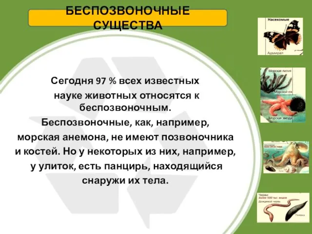 Сегодня 97 % всех известных науке животных относятся к беспозвоночным. Беспозвоночные, как,