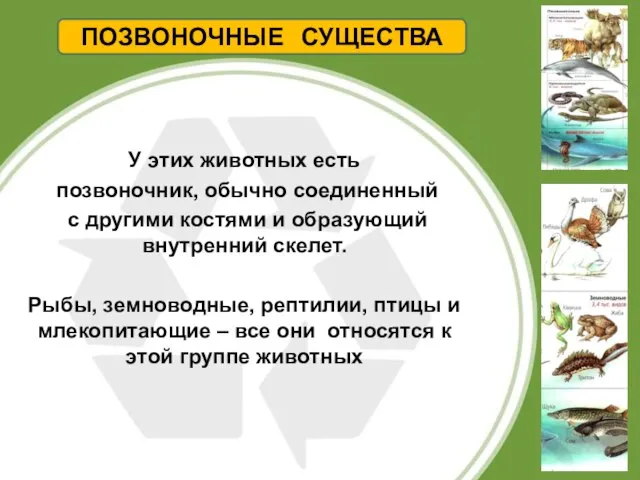 У этих животных есть позвоночник, обычно соединенный с другими костями и образующий