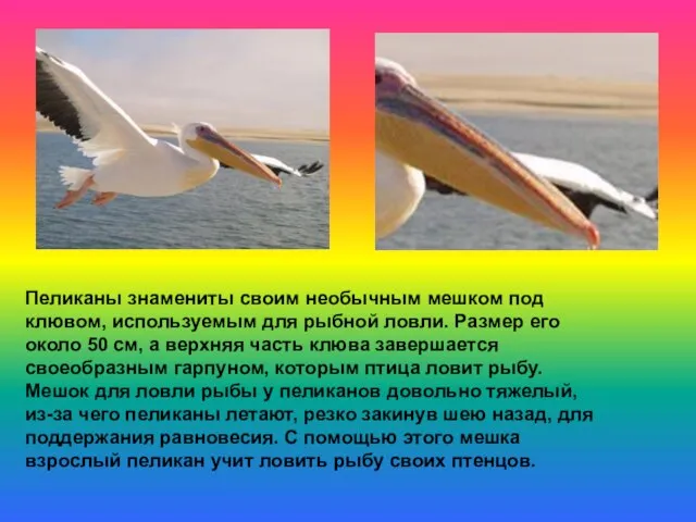 Пеликаны знамениты своим необычным мешком под клювом, используемым для рыбной ловли. Размер