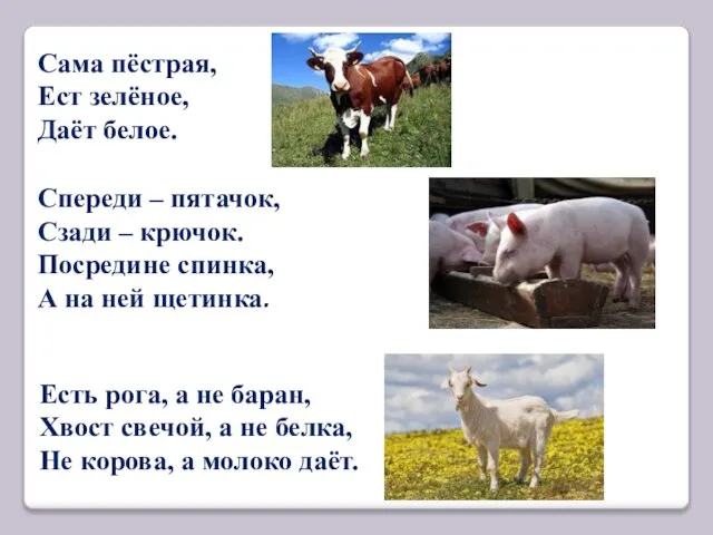 Сама пёстрая, Ест зелёное, Даёт белое. Спереди – пятачок, Сзади – крючок.