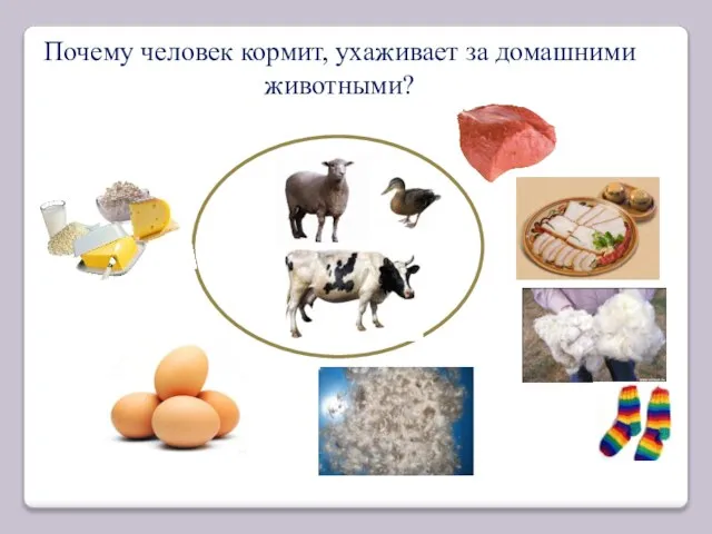 Почему человек кормит, ухаживает за домашними животными?