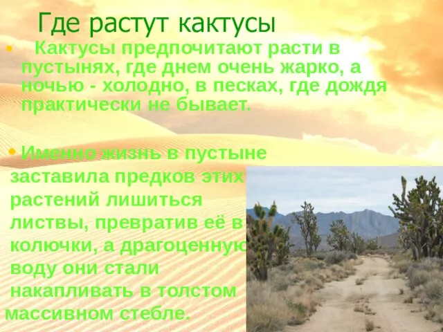 Где растут кактусы Кактусы предпочитают расти в пустынях, где днем очень жарко,