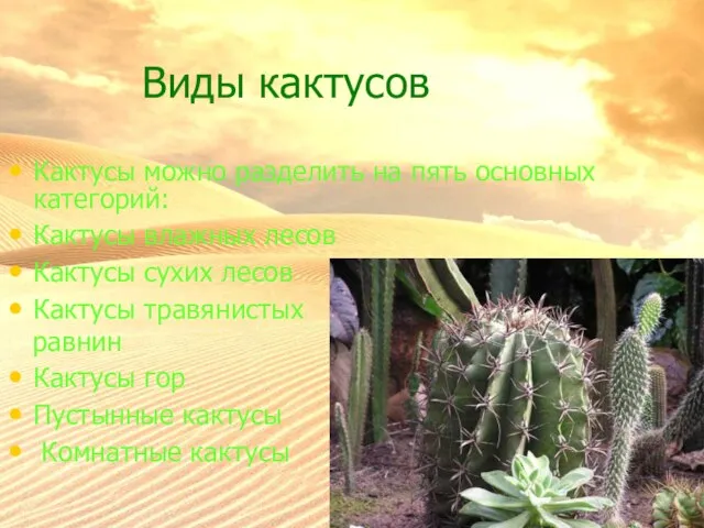 Виды кактусов Кактусы можно разделить на пять основных категорий: Кактусы влажных лесов