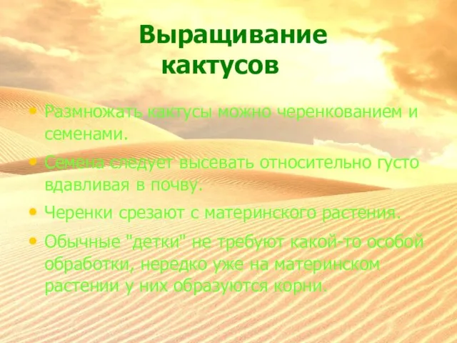 Выращивание кактусов Размножать кактусы можно черенкованием и семенами. Семена следует высевать относительно