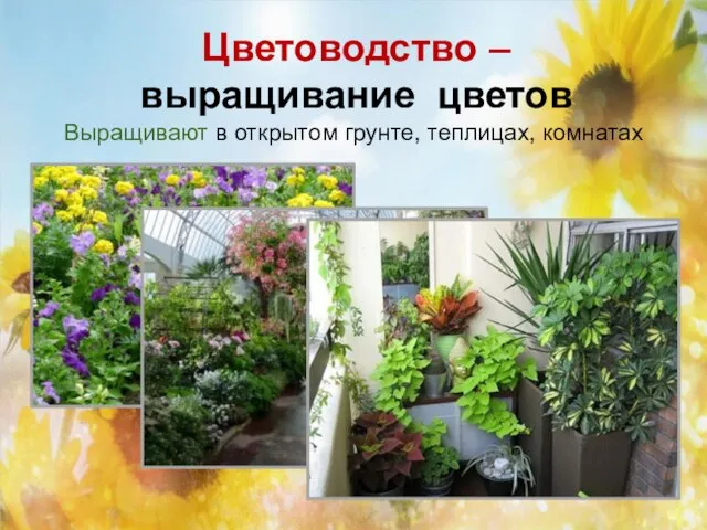 Цветоводство – выращивание цветов Выращивают в открытом грунте, теплицах, комнатах