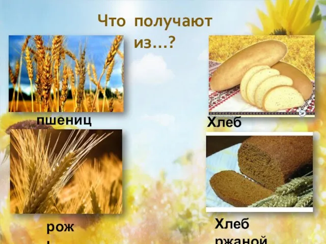 Что получают из…? пшеница Хлеб пшеничный рожь Хлеб ржаной