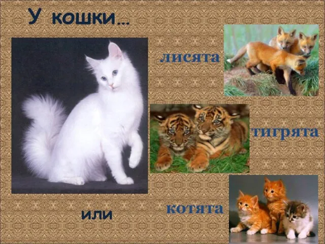 У кошки… котята тигрята лисята или