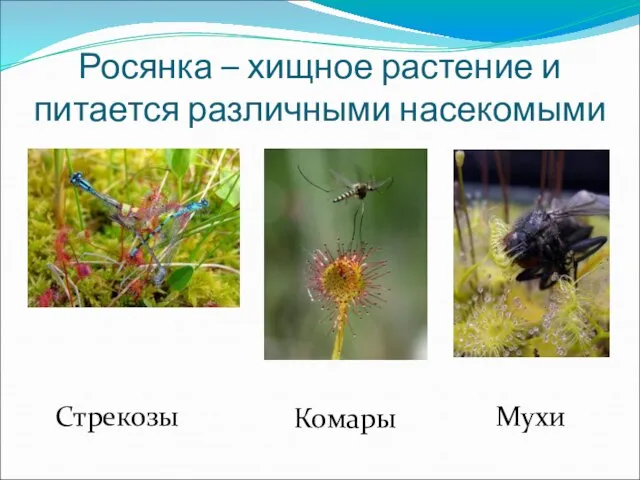 Росянка – хищное растение и питается различными насекомыми Стрекозы Комары Мухи