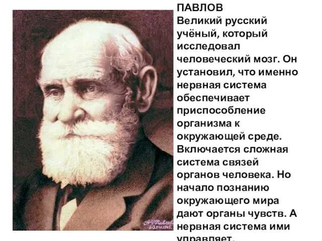 ИВАН ПЕТРОВИЧ ПАВЛОВ Великий русский учёный, который исследовал человеческий мозг. Он установил,