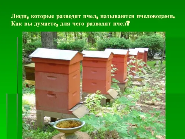 Люди, которые разводят пчел, называются пчеловодами. Как вы думаете, для чего разводят пчел?