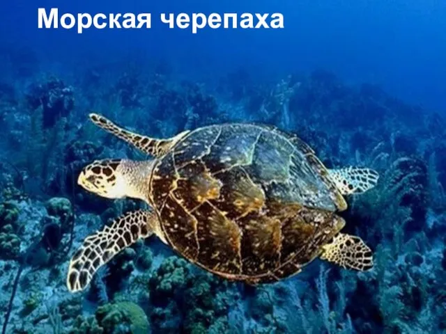 Морская черепаха