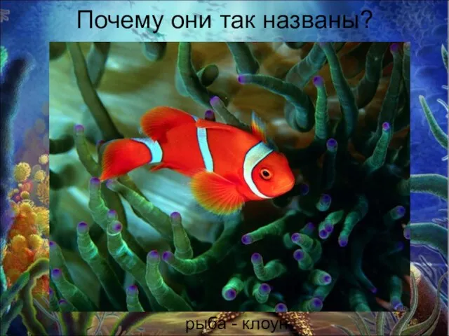 Почему они так названы? рыба - клоун